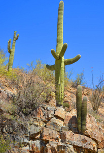 植物 沙漠 自然 植物区系 仙人掌 生态学 场景 国家的