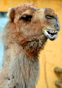埃及 嘴唇 运输 动物群 面对 旅行 旅游业 哺乳动物 眼睛