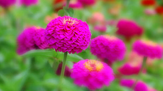 季节 花瓣 夏天 盛开 自然 菊花 开花 花园 粉红色 美丽的