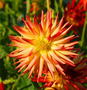 花的 开花 颜色 特写镜头 季节 花束 自然 植物区系 蜜蜂