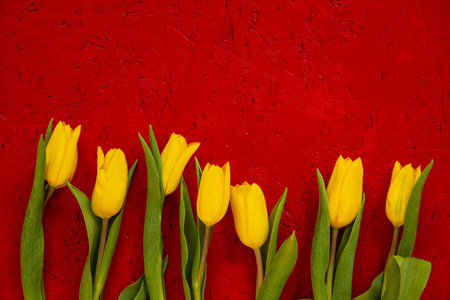 黄色郁金香春花，红色木质背景