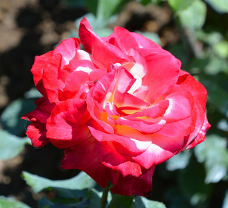 招呼 玫瑰 美女 夏天 庆祝 颜色 生日 自然 花园 春天