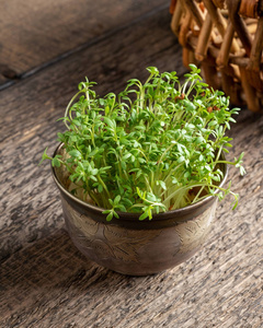 植物 食物 新芽 木材 蔬菜 维生素 健康 子叶 素食主义者