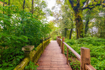 自然 春天 通路 泰国 丛林 旅行 摄影 乡村 闪耀 夏天