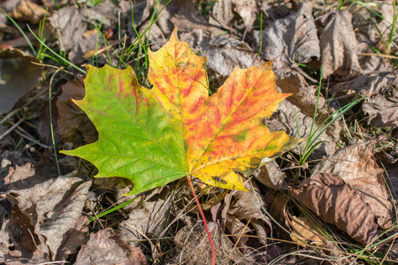 环境 森林 加拿大 植物 纹理 阳光 落下 季节 秋天 植物区系