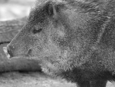 动物 澳大利亚 毛皮 特写镜头 动物园 鼻子 危险的 森林
