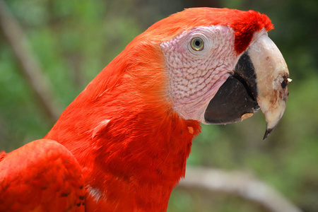 颜色 动物园 可爱极了 眼睛 自由 丛林 动物 鹦鹉 肖像