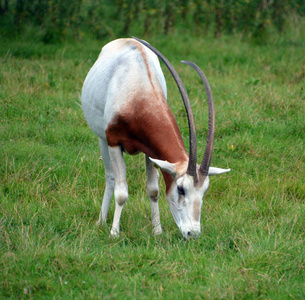夏天 农事 国家 农场 乡村 吃草 风景 牲畜 乳制品 荒野