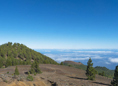 火山景观，郁郁葱葱的绿色松树，色彩斑斓的火山和熔岩岩岩场，沿着Ruta de los Volcanes小路，在西班牙加那利群岛的