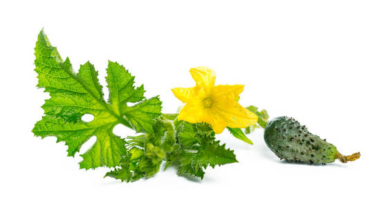 黄瓜叶花天然蔬菜有机食品图片