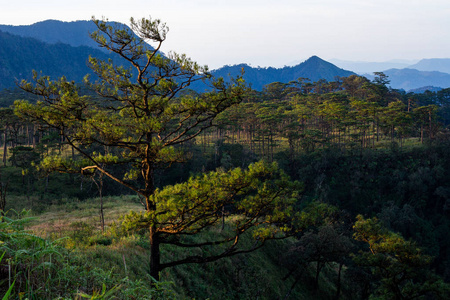 签名 风景 美丽的 阳光 植物 灵感 旅游业 国家的 夏天