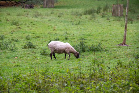 羊毛 站立 可爱的 牧场 落下 草地 哺乳动物 农场 鼻子
