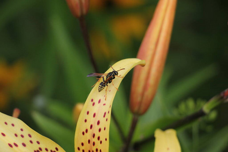 特写镜头 植物 花园 动物 昆虫 野生动物 黄蜂 夏天 自然