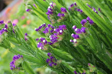 花园 美女 紫色 盛开 紫罗兰 植物学 植物 植物区系 夏天