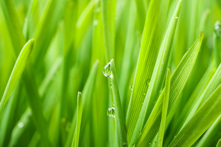 美女 植物 树叶 季节 阳光 刀片 生态学 早晨 变模糊