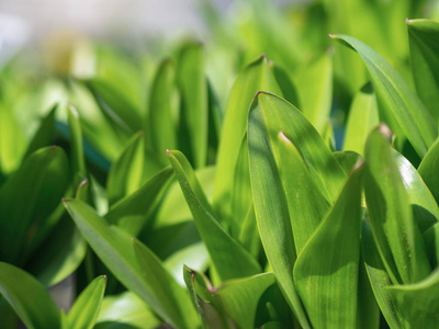 植物 生态学 生长 环境 春天 领域 树叶 美丽的 夏天