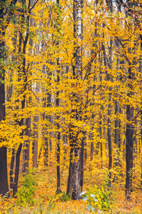 自然 树叶 复制空间 小巷 森林 秋天 伍兹 季节 风景