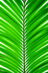 绿色棕榈叶的背景。