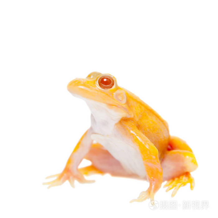 白化病池蛙白化斑腹蛙