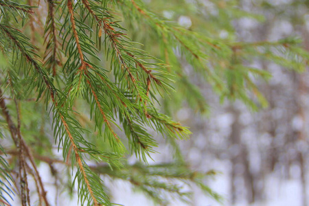 冬天 招呼 自然 植物 植物区系 植物学 针叶树 分支 冷杉