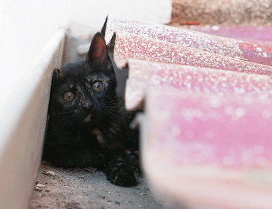 动物 毛茸茸的 眼睛 可爱极了 猫科动物 夏天 有趣的 屋顶