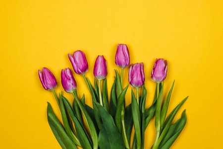 三月之美。黄底紫郁金香