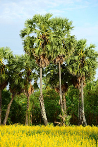 棕榈 花园 领域 农业 春天 天空 夏天 植物 假期 大米