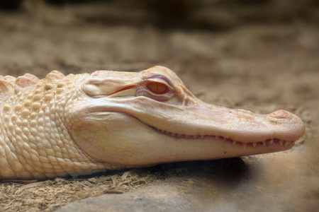 自然 生物 白化病 肖像 鳄鱼 美国 牙齿 食肉动物 生态学