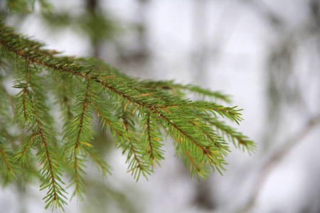 季节 雪松 自然 分支 卡片 环境 花环 花的 细枝 绿色植物