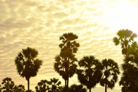 轮廓 海滩 天空 夏天 自然 棕榈树 森林 日出 美女 日落