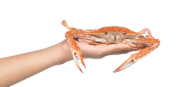 海鲜 自然 生活 菜单 晚餐 钳子 食物 皮肤 表演 龙虾