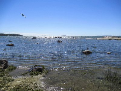 夏天 动物 风景 自然 波浪 海滩 天空 海岸 航班 海鸥
