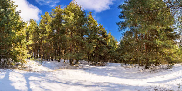 全景图 滑雪 环境 全景 圣诞节 冷杉 暴风雪 雪景 寒冷的