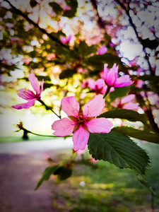 樱花 植物区系 植物 樱桃 粉红色 美女 自然 夏天 开花