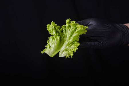 健康 植物 营养 树叶 特写镜头 食物 饮食 自然 生菜