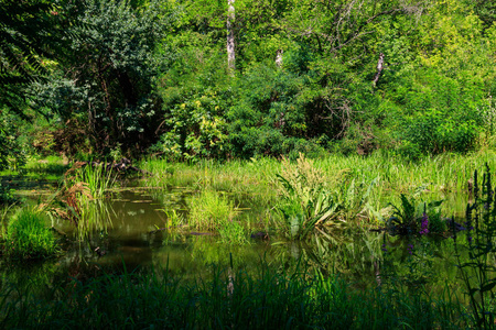 木材 美女 美丽的 池塘 阴影 植被 植物 夏天 假期 反射