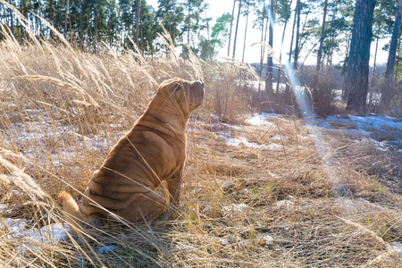跑步 动物 寒冷的 幸福 训练 肖像 哺乳动物 美丽的 季节