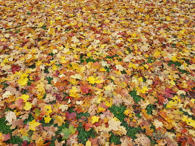 枫树 落下 树叶 地面 季节 纹理 十月 公园 森林 颜色