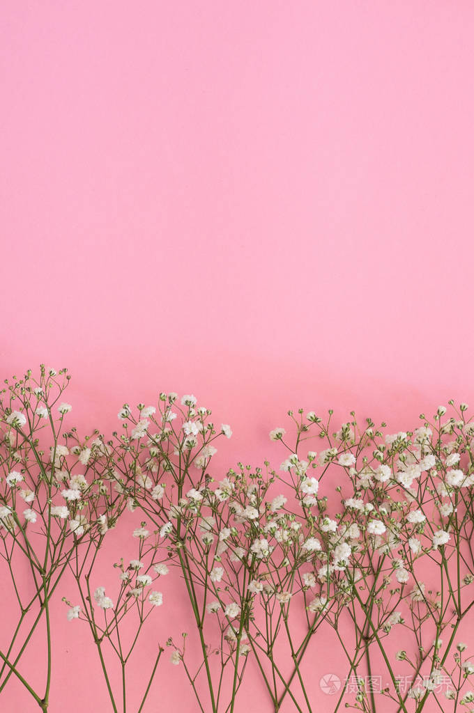 白色的满天星花粉红色背景上的满天星小枝春季背景