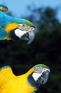 野生动物 鹦鹉 成人 鹦鹉热 动物 美国 蓝黄金刚鹦鹉 金刚鹦鹉