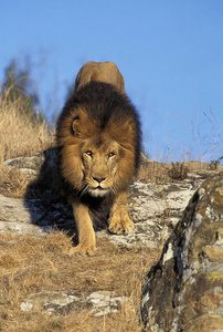 哺乳动物 非洲狮 非洲 成人 狮子 猫科动物 动物 野生动物