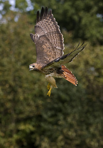 轮廓 运动 动物 美国 照片 野生动物 飞行 羽毛 成人