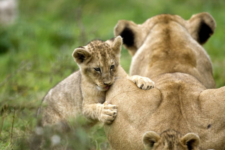 哺乳动物 母狮 食肉动物 猫科动物 狮子 非洲 照片 动物