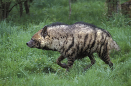 成人的鬣狗图片