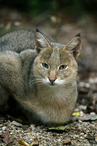 成人 猫科动物 哺乳动物 亚洲 食肉动物 野生动物 照片