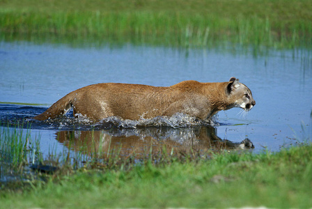 猫科动物 照片 野生动物 动物 美洲狮 食肉动物 哺乳动物