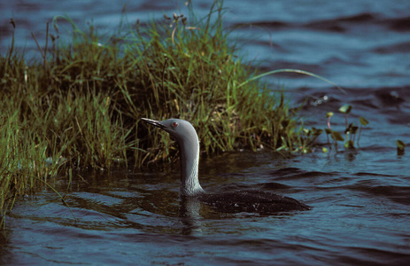 加拿大 照片 成人 动物 野生动物 美国 潜水员 轮廓 水鸟