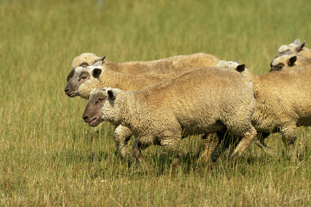 农业 食草动物 农事 动物 轮廓 草地 农场 牛科 绵羊
