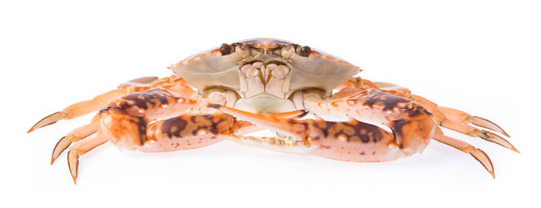 美女 渔夫 巨型 午餐 生活 甲壳类动物 自然 照片 龙虾