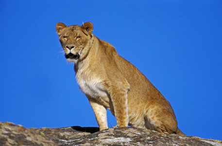 野生动物 哺乳动物 猫科动物 成人 非洲狮 肯尼亚 狮子